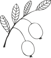 Cranberry branch silhouette with berries and leaves, sketch drawing with black outline png
