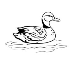 Duck is swimming in water. Vector line illustration pond bird isolated on white background. Monochrome sketch