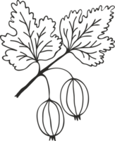 Silhouette of gooseberry branch with berries and leaves, sketch drawing with black outline png