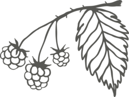 Raspberry branch silhouette with berries and leaf, sketch drawing with black outline png