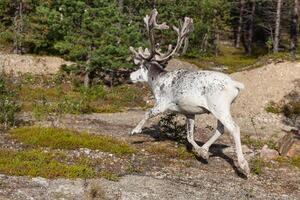 Reindeer stag with exceptionally long antlers photo