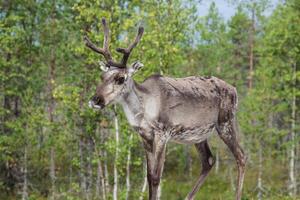 Reindeer stag with exceptionally long antlers photo