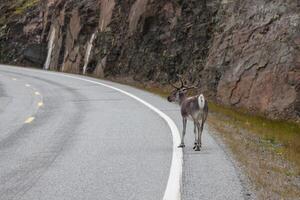 Reindeer stag with exceptionally long antlers photo