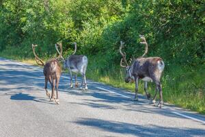 Herd of reindeer in the Norway photo