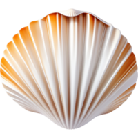 Closed white seashell. AI Generative png