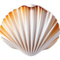 fermé blanc coquillage. ai génératif png