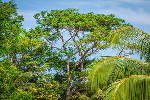 Jungle forest. Tropical trees in Thailand, Asia photo