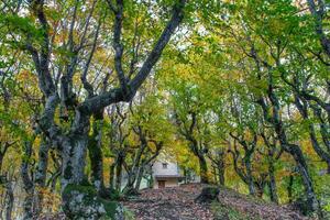 Forest with the bright colors photo