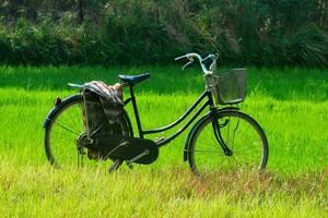 un antiguo agricultores bicicleta con un cesta en frente estaba estacionado en el medio de un arroz campo con ropa foto