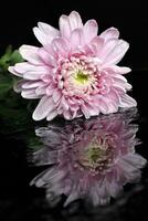 Chrysanthemum Flower on Water Reflection photo