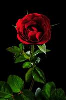 Single red rose in black background photo