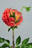 Red Dahlia Flower on Isolated Background photo