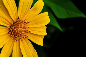 Kembang Bulan or Tithonia difersifolia with yellow petals photo