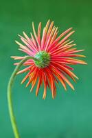 Gerbera herb flowers with red petals on a solid background photo