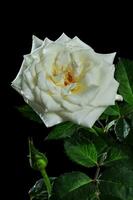 white rose on black background photo