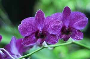 The orchid flower Dendrobium bigibum has purple petals photo