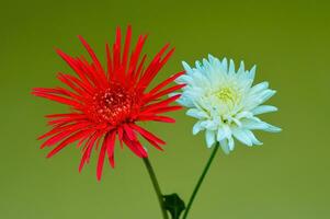 gerbera hierba flor con rojo y blanco pétalos foto