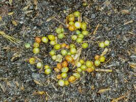 Red Wiggler and European nightcrawler eggs photo