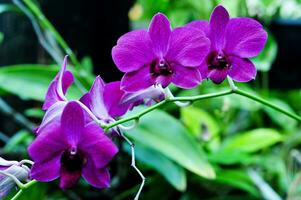 The orchid flower Dendrobium bigibum has purple petals photo