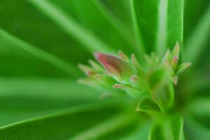 generado imagenflor pétalos fotografiado desde cerca rango foto