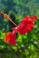 Hibiscus rosa-sinensis flowers with red petals photo