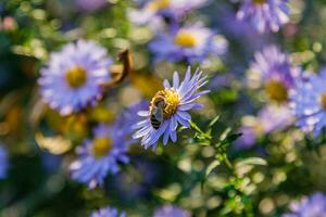 Field flowers on which insects and bees sit close up photo