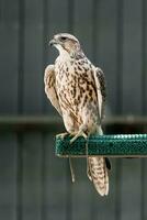 Beautiful falcon close up photo