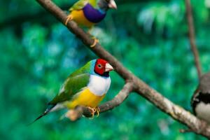 hermosos pájaros guldova amadina erythrura gouldiae sentado en una rama foto