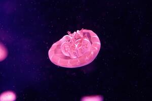 macro of a beautiful jellyfish cassiopea andromeda photo