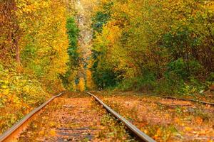 Autumn forest through which an old tram rides Ukraine photo