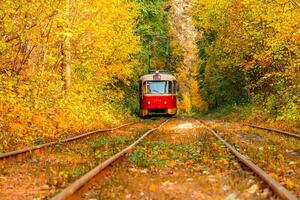 Autumn forest through which an old tram rides Ukraine photo