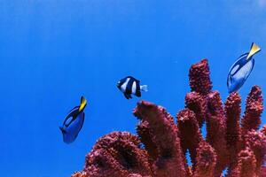 macro photography underwater paracanthurus hepatus photo