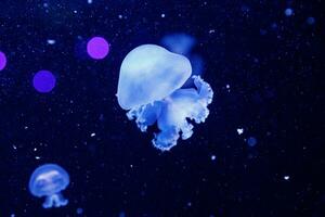 macro of a beautiful jellyfish stomolophus meleagris photo