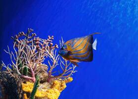 macro photography underwater Pomacanthus annularis photo