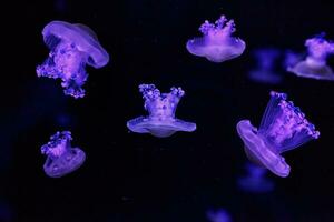 macro shooting under water mediterranean jellyfish photo