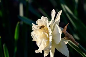 hermosa verano terry narcisos con abeja foto