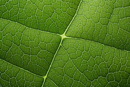 AI Generated Close up of fresh green leaf texture. Macro photography. Greenery background in garden with copy space using as background. photo
