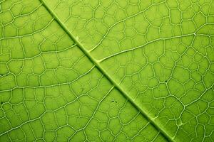 AI Generated Close up of fresh green leaf texture. Macro photography. Greenery background in garden with copy space using as background. photo