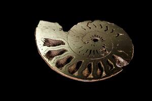 Macro mineral stone Ammonite shell on a black background photo