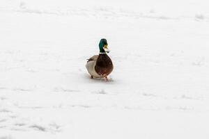 patos y dracos caminar en nieve y en un congelado lago foto