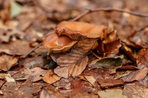 beautiful mushrooms under yellow, orange forest leaves photo