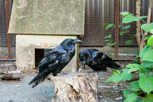 Beautiful black crows sit on a stump photo