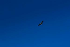 Stork soaring in the blue sky with white clouds photo