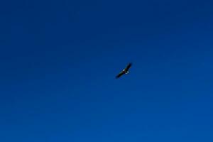 Stork soaring in the blue sky with white clouds photo