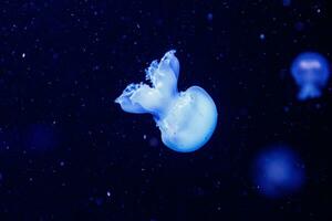 macro of a beautiful jellyfish stomolophus meleagris photo