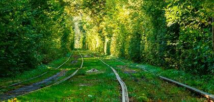 Tram and tram rails in colorful forest photo