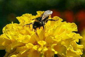 Orange, yellow field flower with a bee photo