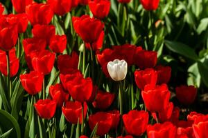 campo primaveral de coloridos tulipanes foto