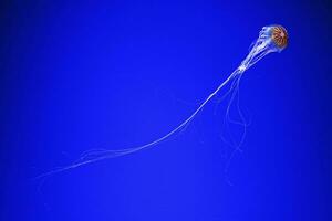 macro fotografía submarino del Norte mar ortiga o marrón Medusa Medusa foto