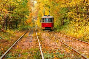 Autumn forest through which an old tram rides Ukraine photo